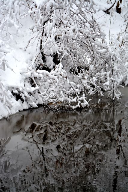 Snow along Ellerbee Creek